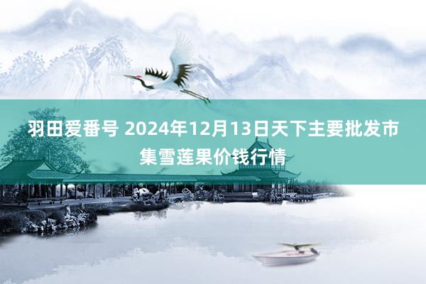 羽田爱番号 2024年12月13日天下主要批发市集雪莲果价钱行情